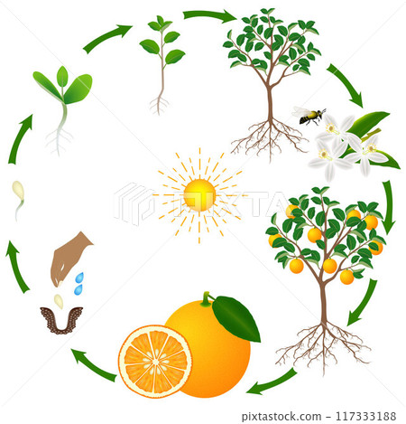 A life cycle of an orange tree on a white background. 117333188