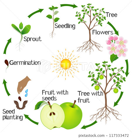 Apple tree life cycle isolated on white background. Apple tree life cycle isolated on white background. 117333472