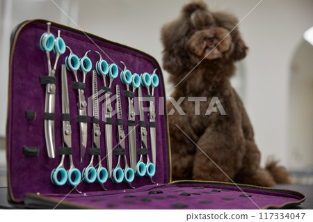 Adorable groomed dog and professional scissors tools kit in groomer box Adorable groomed dog and professional scissors tools kit in groomer box 117334047