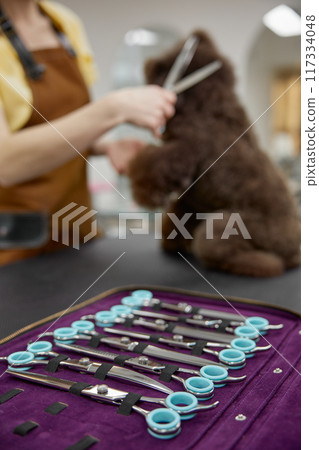Pet groomer professional scissors tools selective focus closeup view Pet groomer professional scissors tools selective focus closeup view 117334048