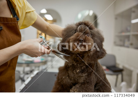 Portrait of cute confused fluffy dog at grooming procedure in pet beauty salon Portrait of cute confused fluffy dog at grooming procedure in pet beauty salon 117334049
