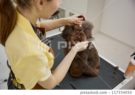 Cute confused fluffy dog at grooming procedure in pet beauty salon Cute confused fluffy dog at grooming procedure in pet beauty salon 117334050