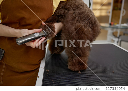 Closeup groomer shaving fur from dog paw and cleaning pads Closeup groomer shaving fur from dog paw and cleaning pads 117334054
