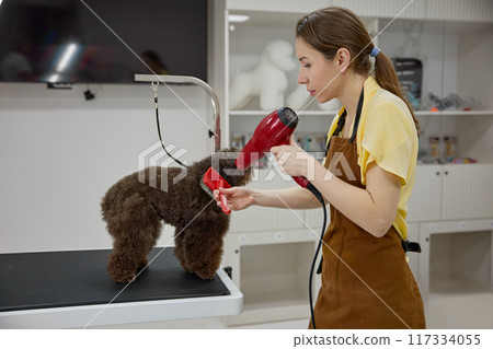 Female groomer drying fluffy purebred dog fur after washing Female groomer drying fluffy purebred dog fur after washing 117334055