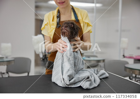 Female groomer wrapping cute wet dog in towel after shower Female groomer wrapping cute wet dog in towel after shower 117334058