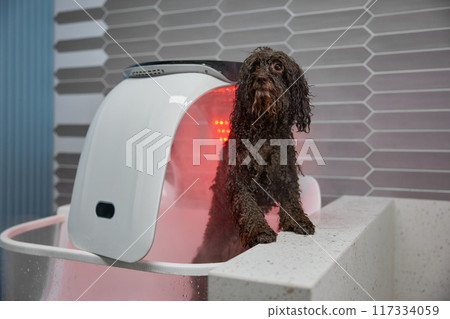 Cute wet dog standing under dryer after shower at pet salon 117334059
