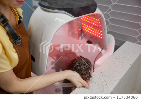 Cute wet dog standing under dryer after shower at pet salon 117334060