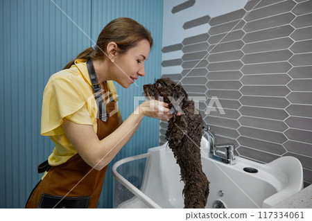 Woman groomer playing with little dog during hygiene procedure in pet salon Woman groomer playing with little dog during hygiene procedure in pet salon 117334061