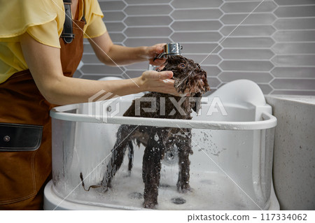 Closeup view on cute fluffy dog getting hygiene shower at pet salon 117334062
