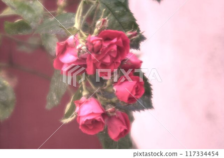 beautiful red rose on a pink background beautiful red rose on a pink background 117334454