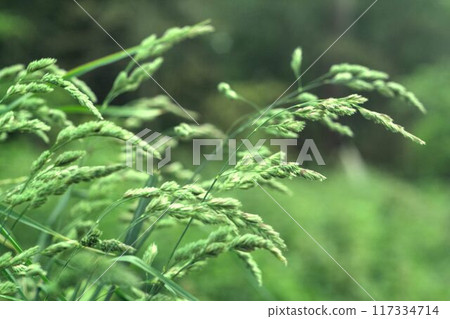 close up of rice plant 117334714