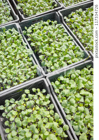 Organic vegetable seedlings in containers, selective focus. Organic vegetable seedlings in containers, selective focus. 117334726