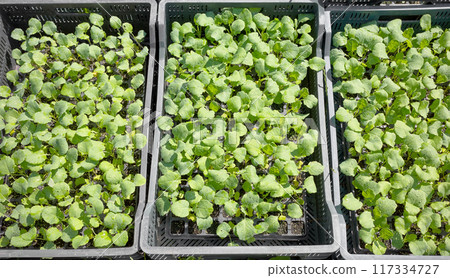 Organic vegetable seedlings in containers, selective focus. Organic vegetable seedlings in containers, selective focus. 117334727