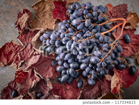 Blue grapes with dried-up vine leaves. 117334815