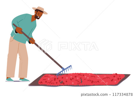 Man Raking Freshly Harvested Coffee Beans Spread Out On A Large Drying Bed Under The Sun. Male Worker Character 117334878