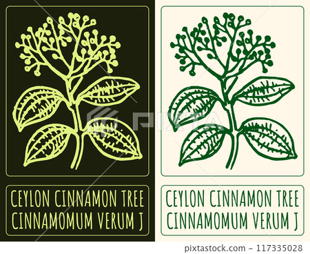 Vector drawing CEYLON CINNAMON TREE. Hand drawn illustration. Latin name is CINNAMOMUM VERUM J 117335028