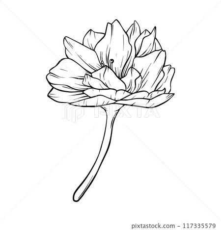 Sakura Flower Vector illustration. Hand Drawn black line Flower Buds and Petals of Cherry Blossoms. Japanese Sakura flowers botanical illustration on Isolated. Sketch outline art illustration Sakura Flower Vector illustration. Hand Drawn black line Flower Buds and Petals of Cherry Blossoms. Japanese Sakura flowers botanical illustration on Isolated. Sketch outline art illustration 117335579
