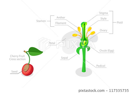3D Isometric Flat  Illustration of Anatomy Of Flower, Plant Reproductive System Diagram 117335735