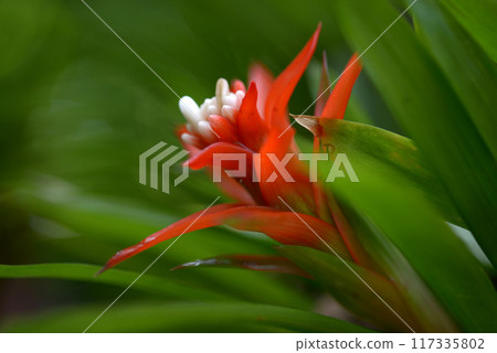 Guzmania Magnifica Guzmania Magnifica 117335802