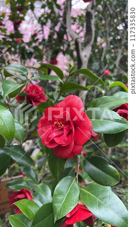 Chinzanso Bunkyo Ward 117335830