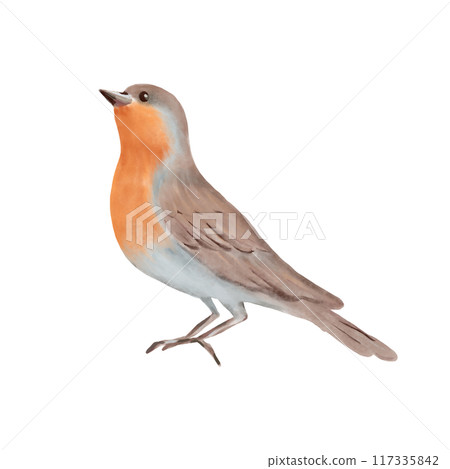 Bird with brown and gray feathers and vibrant orange breast. Hand drawn watercolor illustration on a white background. Ideal for nature designs, greeting cards, posters and decorative art. Bird with brown and gray feathers and vibrant orange breast. Hand drawn watercolor illustration on a white background. Ideal for nature designs, greeting cards, posters and decorative art. 117335842