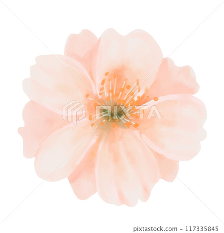 Peach flower close up. Watercolor hand painted botanical illustration isolated on a white background. Top view. Perfect for wedding invitations, greeting cards, prints and packaging designs. 117335845