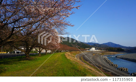 Cherry blossom trees in Yamanashi 117335903