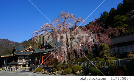 Cherry blossoms at Koboji Temple 117335904
