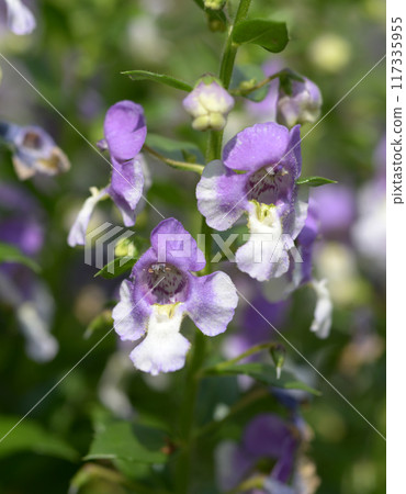 Angelonia Wedgwood Blue Angelonia Wedgwood Blue 117335955