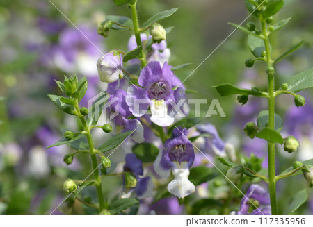 Angelonia Wedgwood Blue Angelonia Wedgwood Blue 117335956