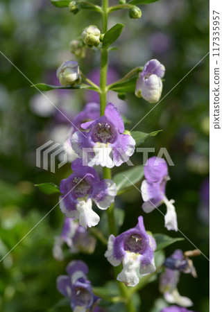 Angelonia Wedgwood Blue Angelonia Wedgwood Blue 117335957