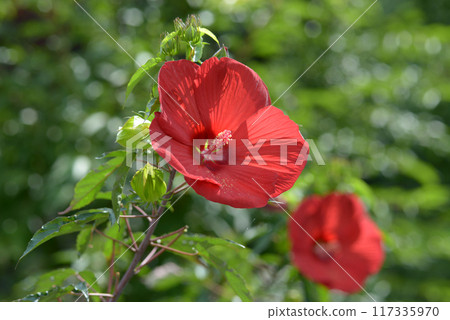 Icarus Titanvicus 117335970