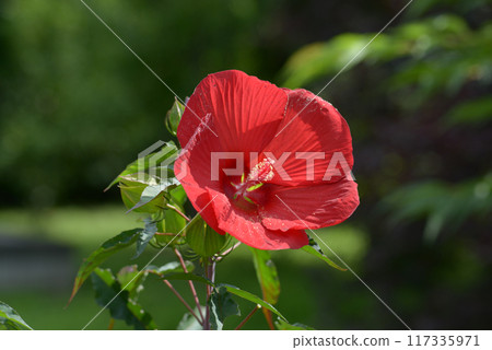 Icarus Titanvicus 117335971