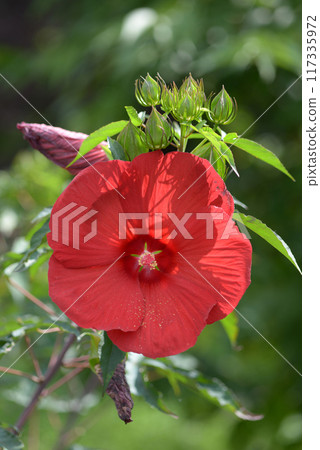 伊卡洛斯泰坦維卡斯 伊卡洛斯泰坦維卡斯 117335972