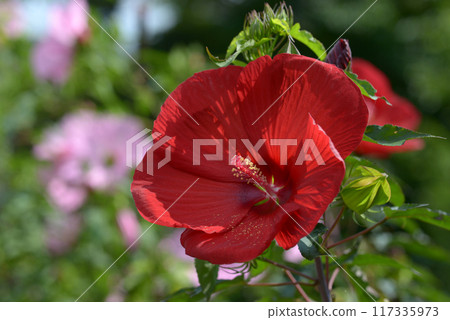 Icarus Titanvicus 117335973