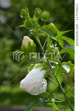 精靈泰坦維卡斯 117336021