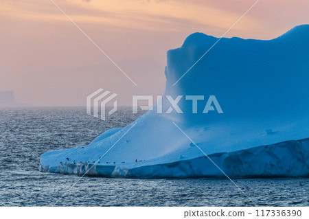 Gentoo Penguins in Antarctica 117336390