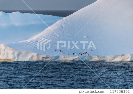 Gentoo Penguins in Antarctica 117336391