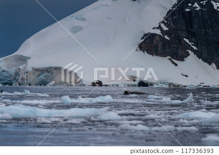 Landscape of the Antarctic Peninsula 117336393