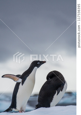 Adelie Penguin standing on an iceberg Adelie Penguin standing on an iceberg 117336395