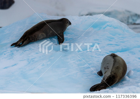 Close-up of two Weddell seals 117336396