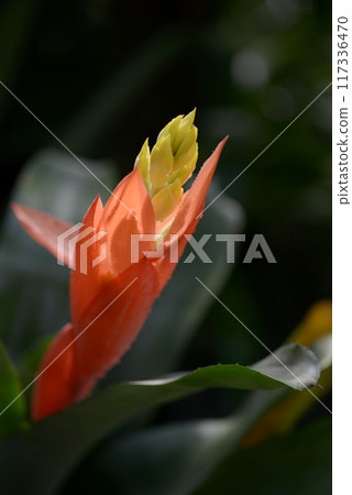 莧菜小藥草 莧菜小藥草 117336470