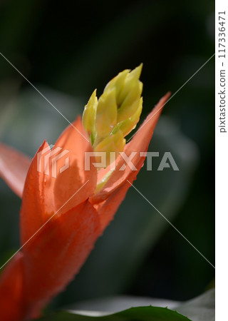 莧菜小藥草 莧菜小藥草 117336471