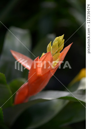 Aechmea Little Herb Aechmea Little Herb 117336474