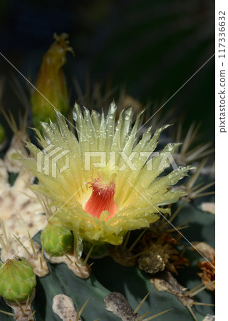 Cactus flower 117336632