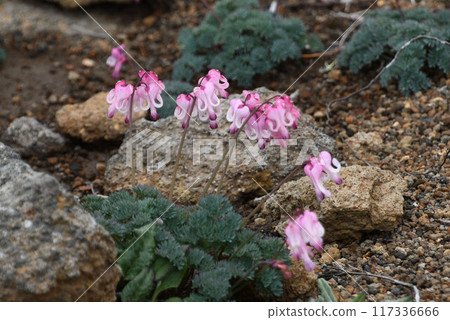 荷包牡丹開著美麗的粉紅色花朵，被稱為“高山植物女王”，產於北海道大雪山的礫石地上。 117336666
