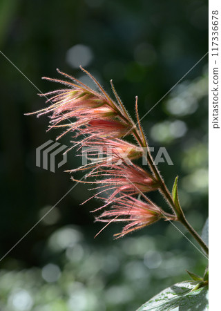 山馬齒莧 117336678