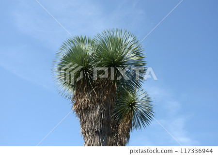 Yucca Rostralata 117336944