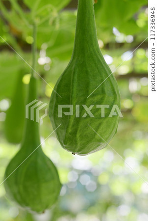 Dinosaur gourd 117336948