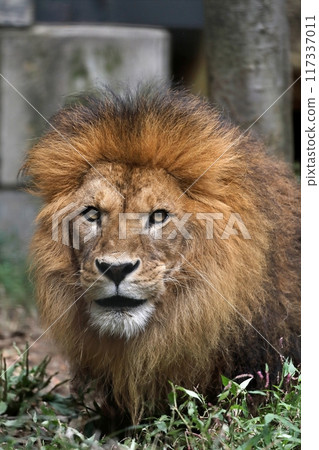 Close-up of a male lion's face Close-up of a male lion's face 117337011